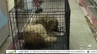 Malnourished dogs rescued from Nye County breeder