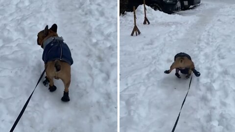 Frenchie wearing boots hilariously slips in the snow