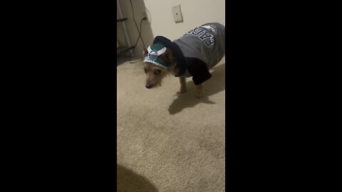 Dressing up my dog.. he’s stuck