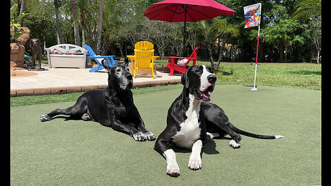 Happy Great Danes Relax On The Golf Green In The Florida Sunshine