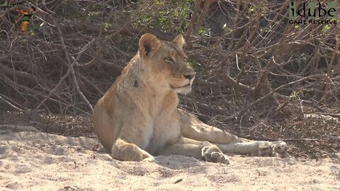 Daughters Of The Mapogo Lions - Rebuilding The Othawa Pride - 100: Bushbuck For Breakfast