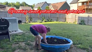 How to plant Potatoes and sweet potatoes #potatoes #sweetpotatoes