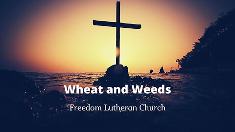 "Wheat and Weeds" July 23, 2023