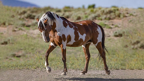 Beautiful Wild Horses You have never seen Before