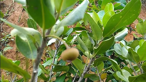 frutíferas produzindo com até 3 metros dovialis doce cambucá grumixima araçá Cambuí pera jabuticaba