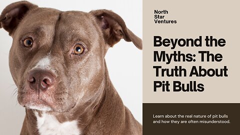 Breaking the Chain: The Truth About Pit Bulls
