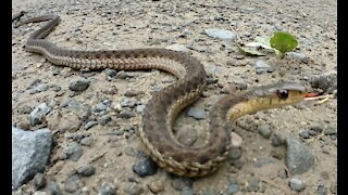 Garter Snake Sticks out Tongue and Dances