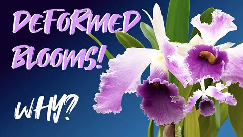 Why orchids blooms are deformed | Conditions | Trouble shooting #CattleyaCGRoeblingBlueIndigo