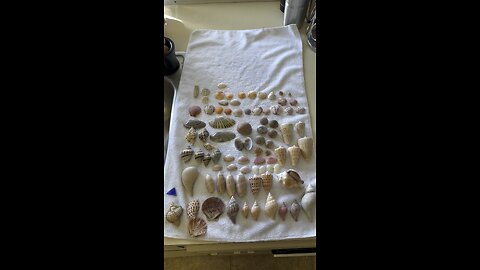 Beach Finds 8/30/2023 #FYP #Seashell #RosePetalTellin #Junonia #TigertailBeach #MI #AlbinoFFC #4K