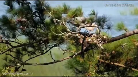 Savannah Nest Marsh-Great Blue Heron Reveals Egg 🥚 6/12/22 16:56