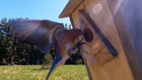 Captivating Video Captures Bluebird's Delicate Landing at Bird Box Nest