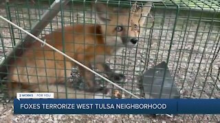 Foxes terrorize west Tulsa neighborhood