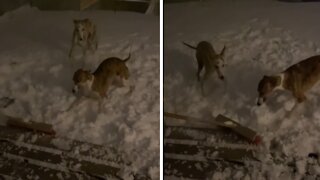Dogs in the snow go crazy when broom comes out