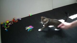 Spinning around Makes Kitten Dizzy