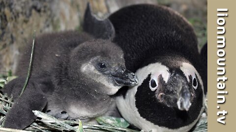 African Penguins and their young chicks.