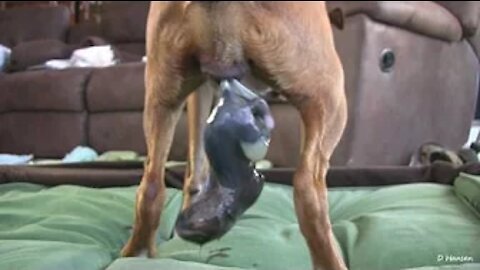 How a dog gives birth