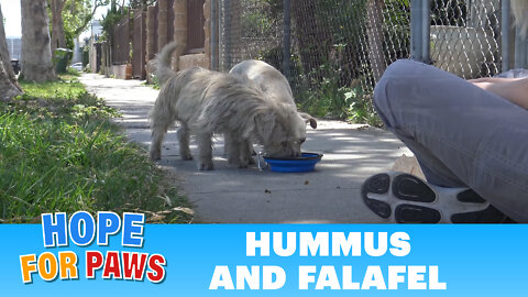 Big dogs attacked this defenseless homeless pair and we put an end to it!