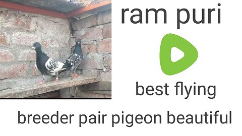 Ram puri pigeon beautiful breeder pair