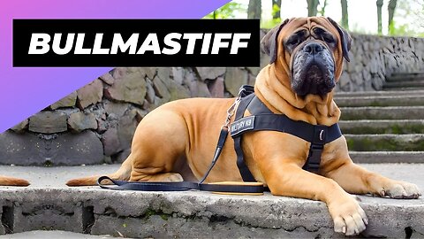 Bullmastiff 🐶 One Of The Laziest Dog Breeds In The World #shorts