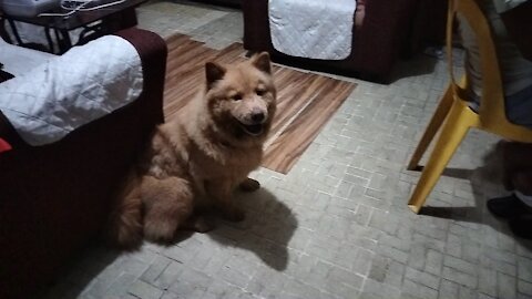 Chow chow Dog has the habit of staying late every night to watch TV