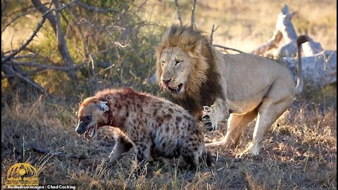 A quarrel between lions and hyenas for prey, in your opinion of the strongest