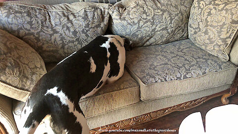 Great Dane searches sofa for his new toys