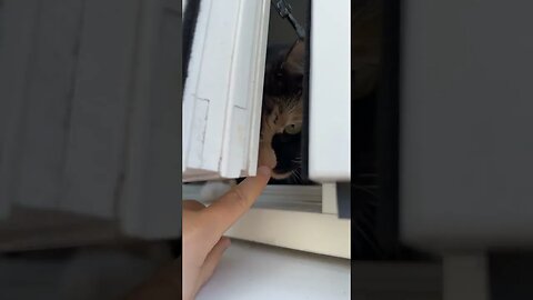 Let me out! | Pippa the KittyCat [MEOW]