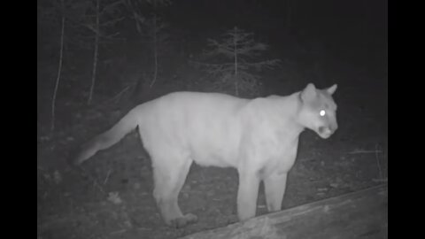 Guess The best Hunter on Trailcam - Funny!