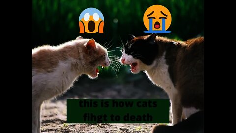 how cats fight to death making a loud and big sound#shorts