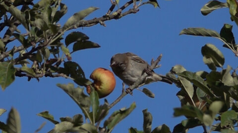 What a funny and surprised expression of this sparrow when his juicy apple falls down.