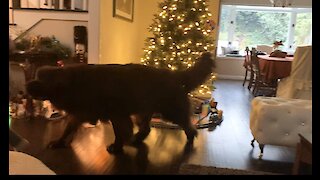 Gigantic Newfoundland nearly knocks down Christmas tree