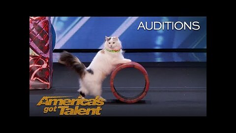 Trained cat performance ||American got talent