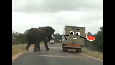 powerful elephant attack a car