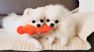 Pomeranian and her puppy preciously share toy