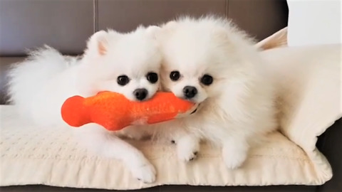 Pomeranian and her puppy preciously share toy