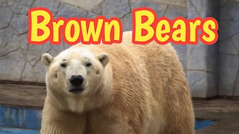 Brown Bear | Funny Bears | Bears Swimming