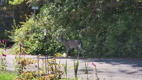 Deer 🦌 in Driveway