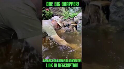 One Big Snapping Turtle #Shorts #Turtles #Snapping Turtle #Snapping Turtles Youtube Shorts