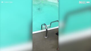 Cane si tuffa in piscina per salvare la sua padrona