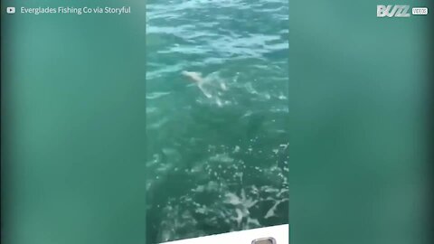 Enorme cernia ruba lo squalo che ha abboccato