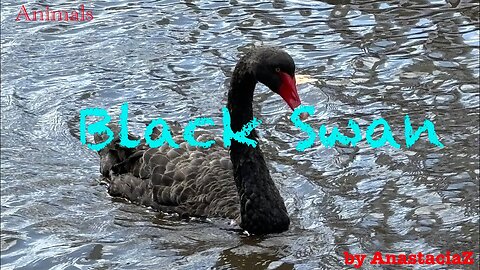 A happy black swan with its feathered friends in Yarra river Melbourne