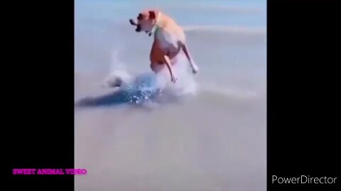 Cute & Funny Animals Videos 🐕‍🦺 Pets, Dogs & 🐱 Cats Compilation 2022