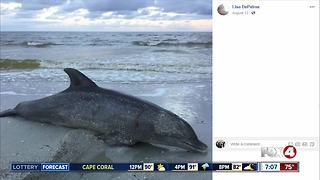 Dead dolphin found on Fort Myers Beach