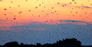 Tusentals fladdermöss flyger under soluppgång i Afrika