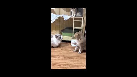 cat fighting🤣🤣👹👹