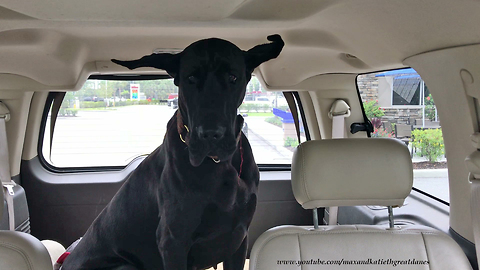 Adopted Great Dane Enjoys Her First Road Trip