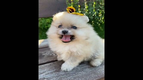 Just the Cutest Little Pomeranian - So Adorable