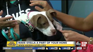 Rescues in Action April 6 | Stella