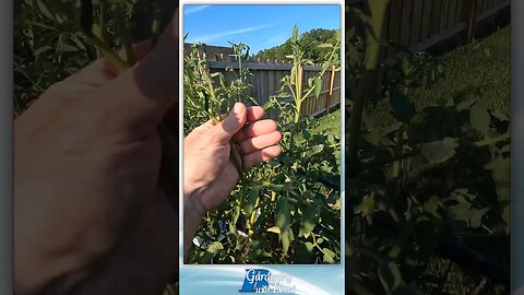 Tomatoes Setting Fruit Above 100°F (38°C)