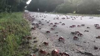 Des millions de crabe envahissent l'île Christmas